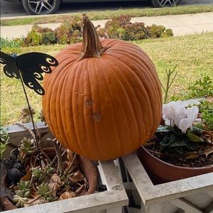 Meet your Posher, Henry